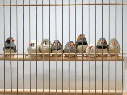 Zebra Finches